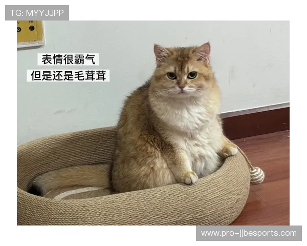足球球星养的猫,主人是谁? 足球球星养的猫,主人是谁?